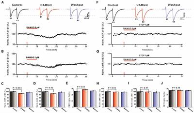 Mechanisms Underlying Mu Opioid Receptor Effects on Parallel Fiber-Purkinje Cell Synaptic Transmission in Mouse Cerebellar Cortex